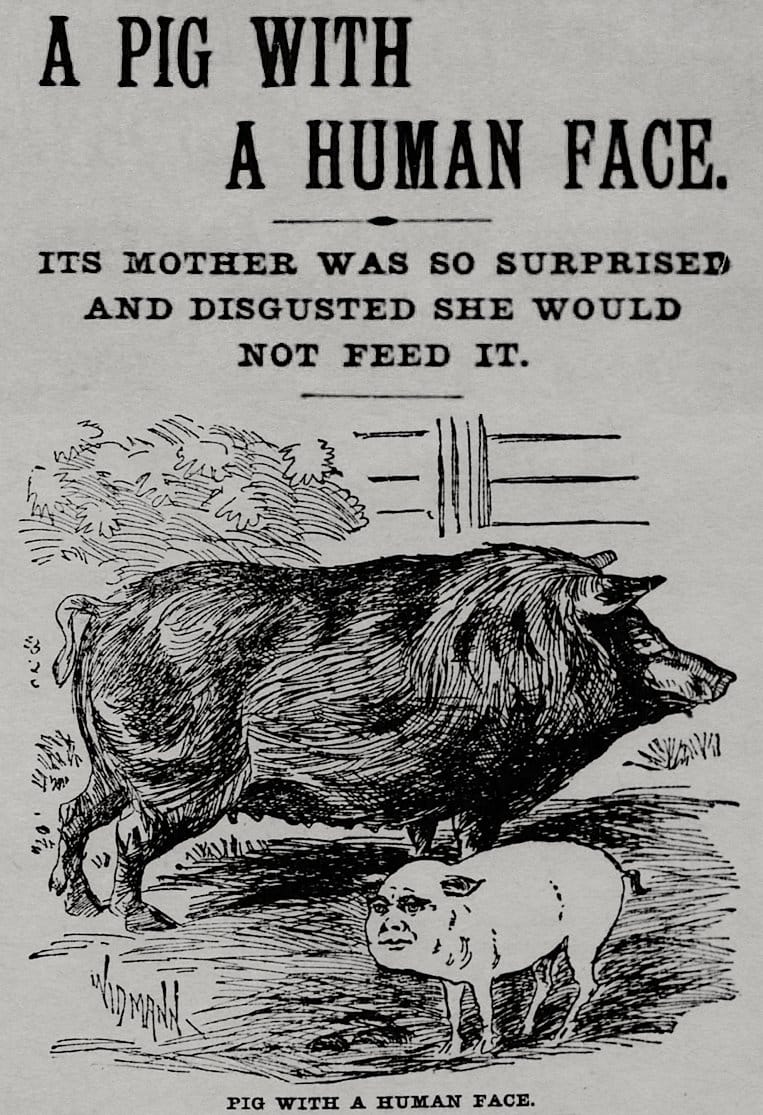 A Piglet with a Human Face: His Mother Was So Unpleasantly Surprised That She Refused to Feed Him