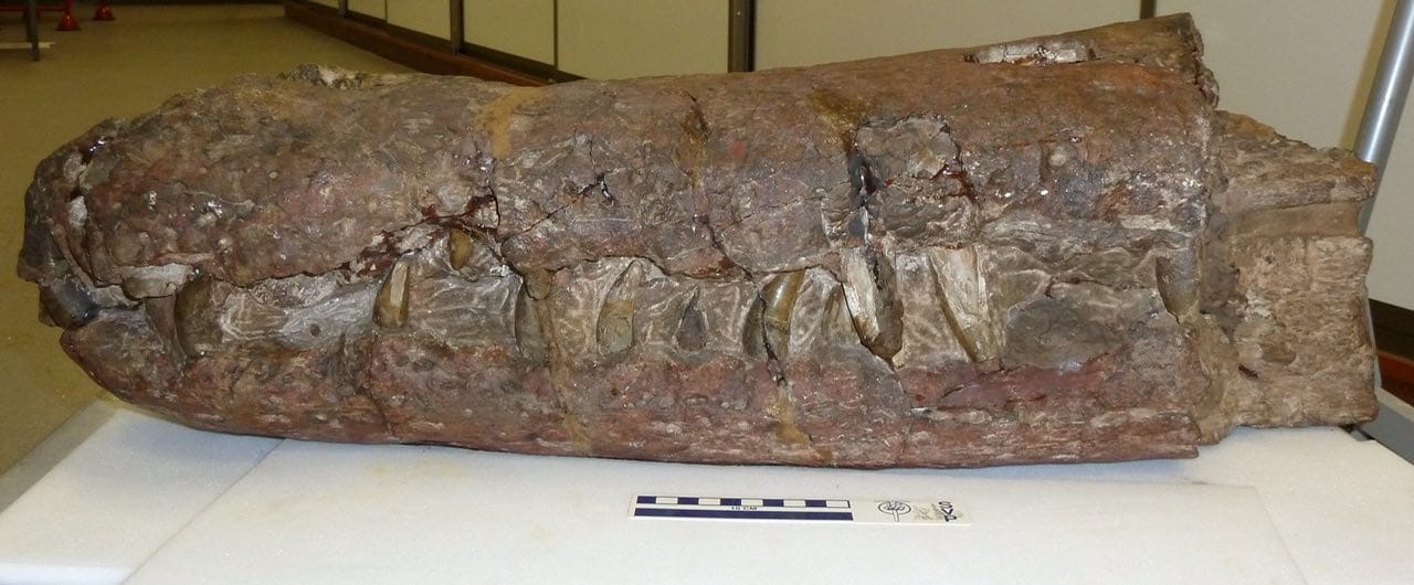 Fragment de la tête fossilisée d'un crocodile gavialidé de dix mètres, datant du Miocène, découvert en Inde