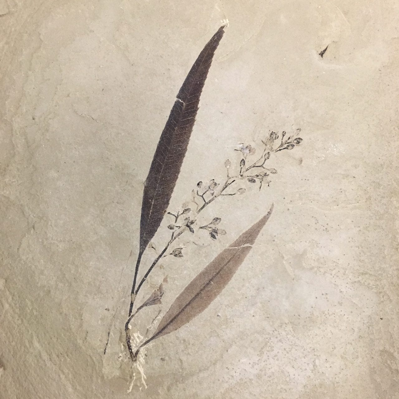 On a peine à croire que cette plante soit un fossile