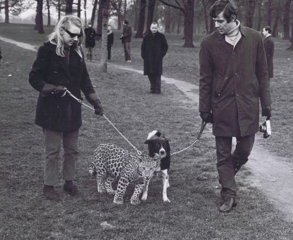 Photo en noir et blanc : une jeune femme à lunettes sombres et un homme tenant un appareil photo mènent un léopard et un chien en laisse sur l'herbe d'un parc. Des passants se tiennent derri