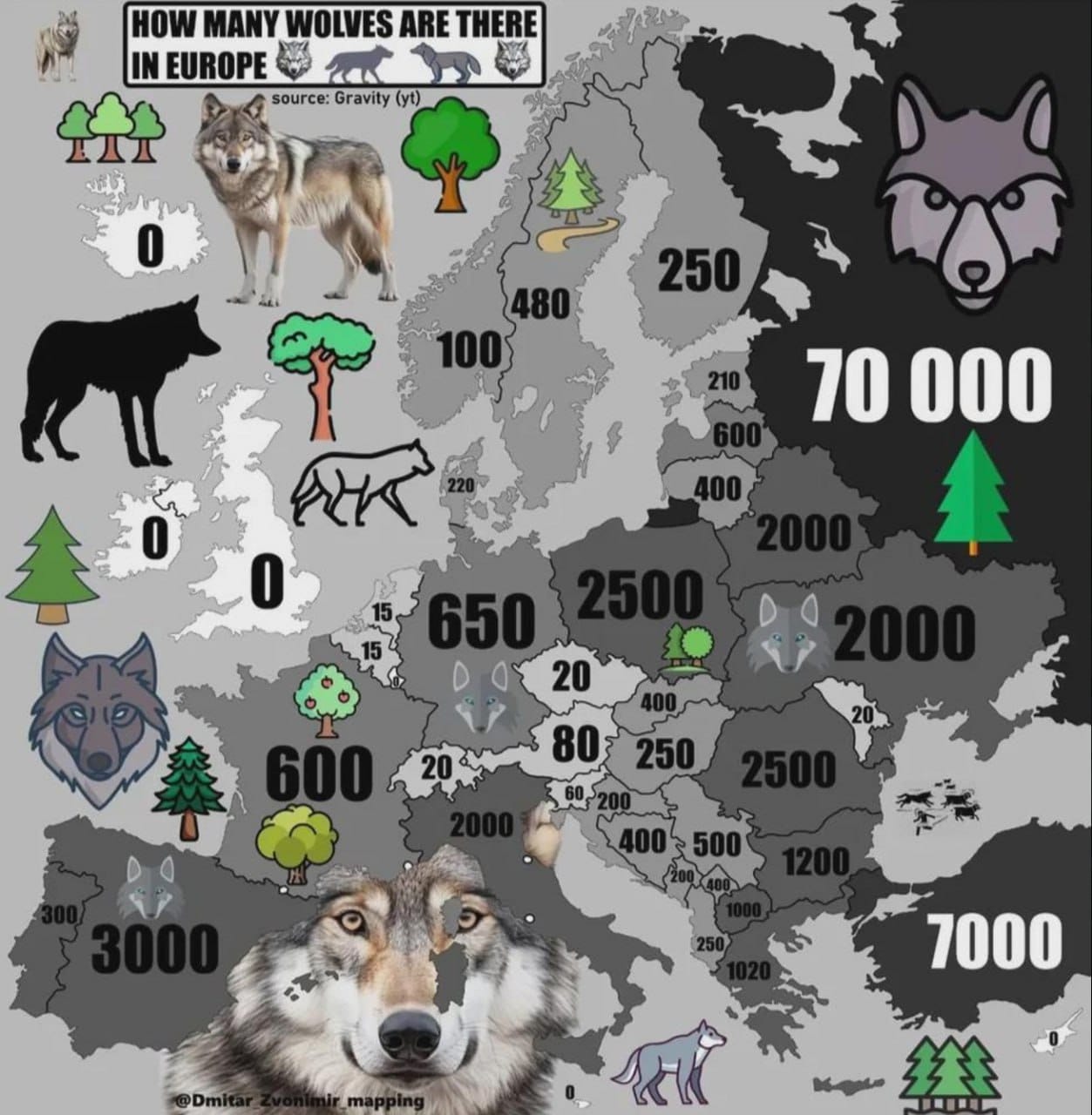 Carte grise de l'Europe indiquant le nombre de loups par pays, avec des zéros sur les îles Britanniques et en Islande, et des dessins de loups et d'arbres.