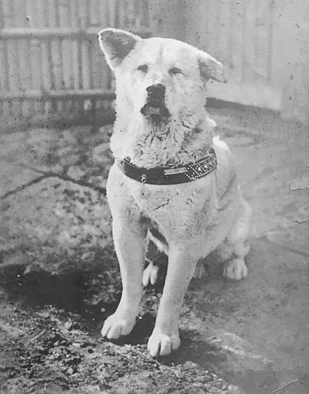 Voici à quoi ressemblait Hachiko (1923-1935)