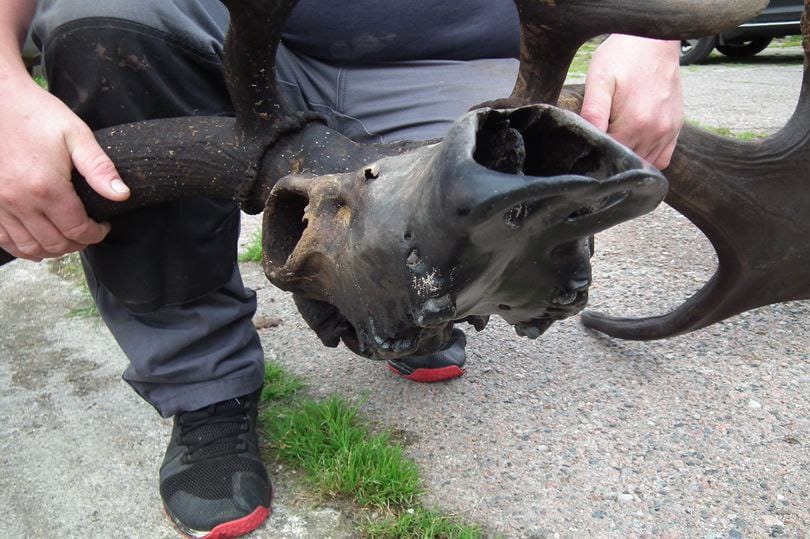 Un crâne trouvé par un pêcheur, resté plus de dix mille ans sous l'eau d'un lac irlandais, appartient à un cerf géant disparu