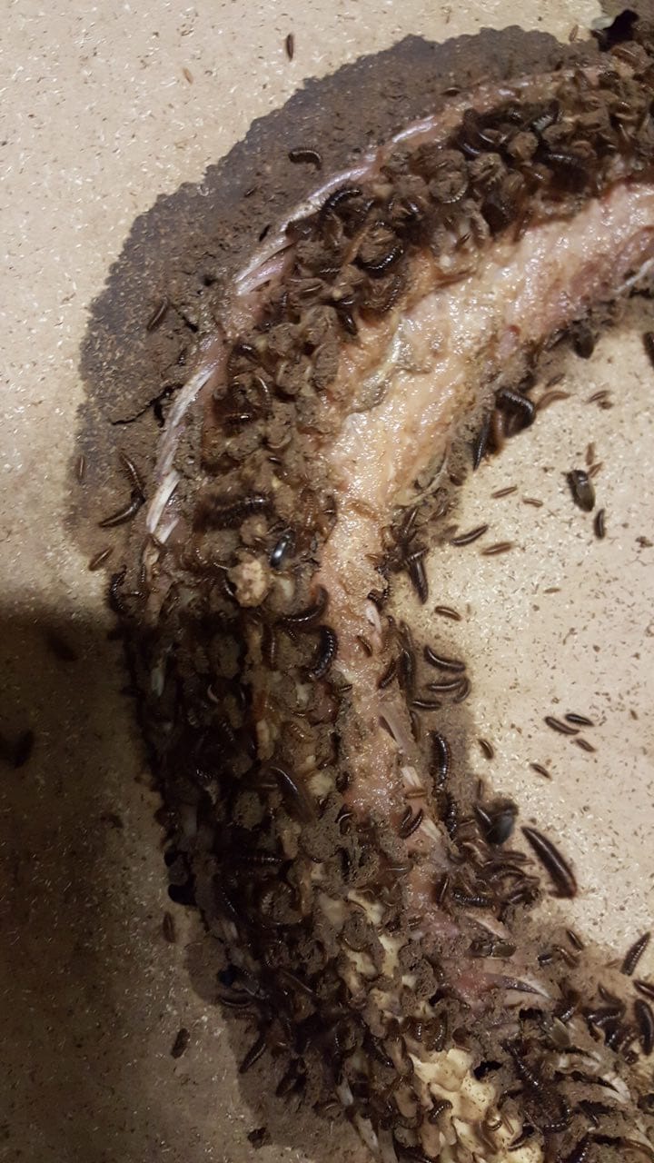 A foul, rotting snake will soon be gnawed to the bone by larvae, and the bones washed, treated and prepared for modelling, storage or museum display