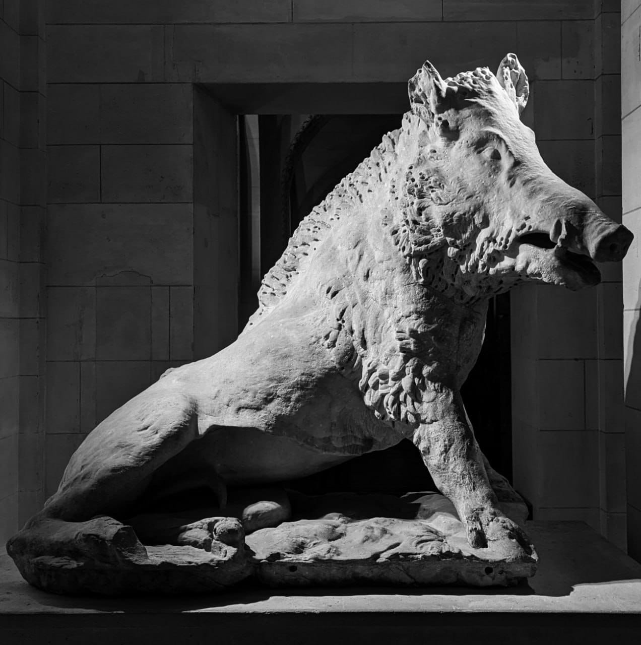 The Wild Boar