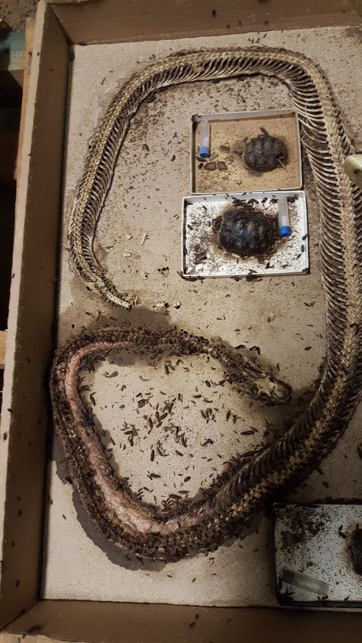 Museum larvae, cockroaches, beetles and worms help to free the skeleton from its flesh