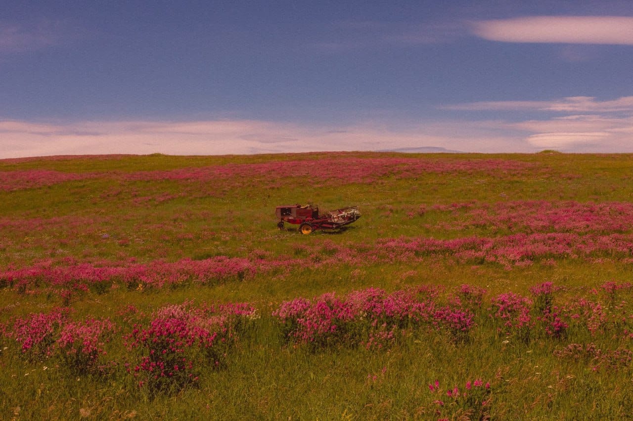 I Dream of Visiting This Field