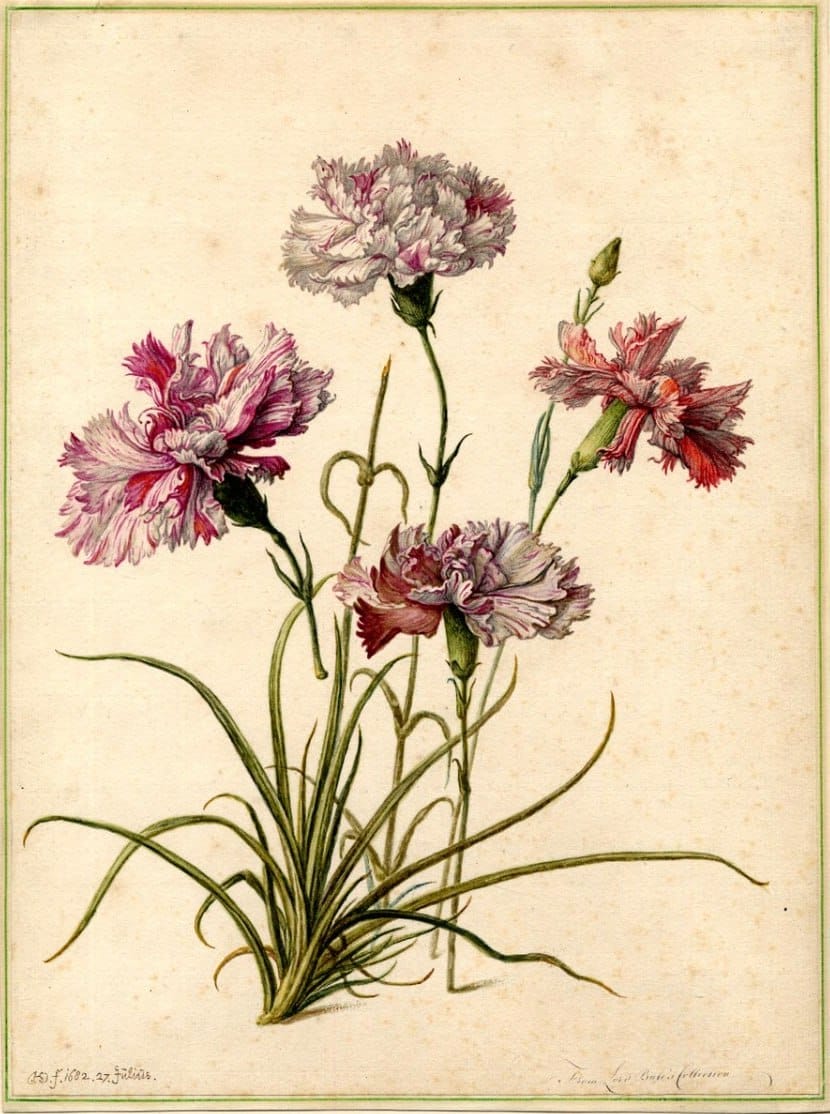Twenty-seven flower drawings by Herman Saftleven the Younger for Agneta Block