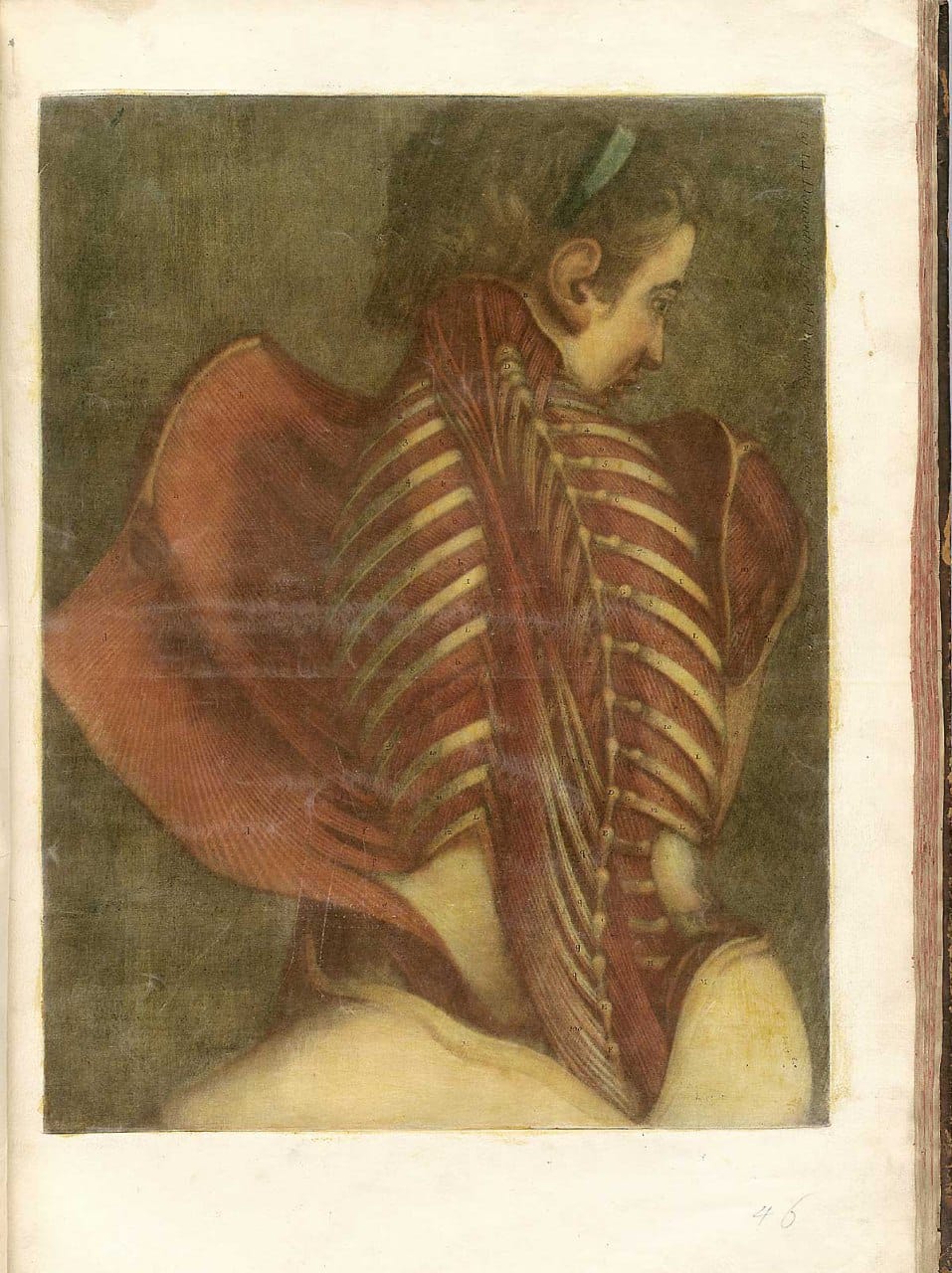 Colour anatomical print of a man seen from behind, with skin peeled back to show back muscles and ribs, his head turned in profile.