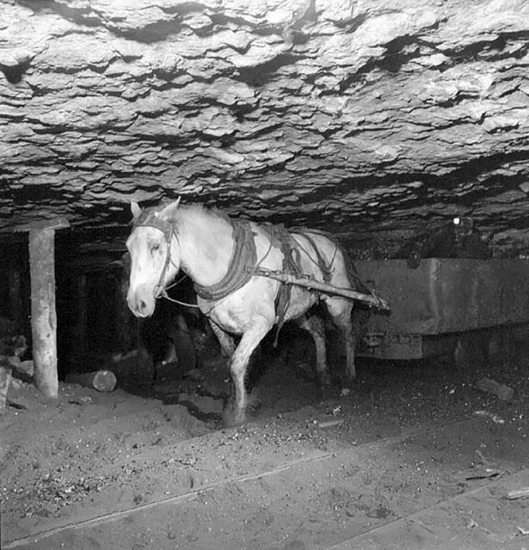 Horses working in European mines and a fortnight of annual leave in France in 1936