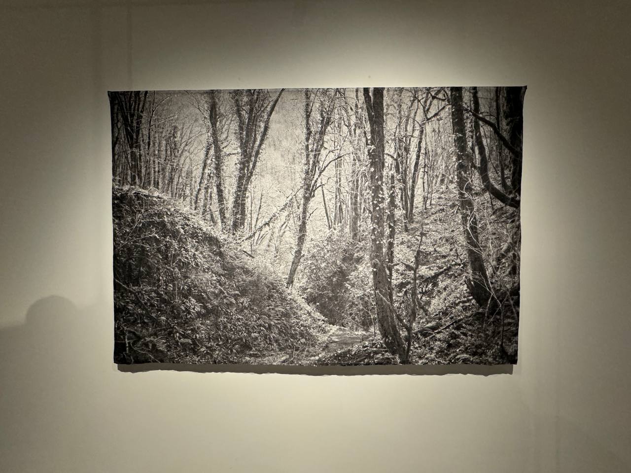 Sur un mur de galerie est accroché un grand panneau en noir et blanc : un ravin boisé aux arbres nus couverts de lierre, avec un sentier entre des pentes broussailleuses.