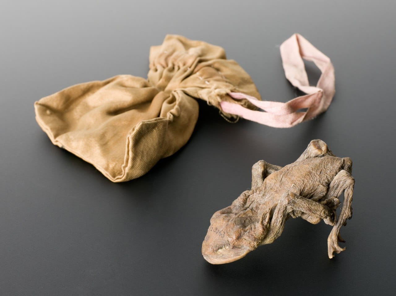 Sur une surface sombre reposent une grenouille desséchée aux pattes repliées et une bourse beige en velours côtelé, fermée par un ruban rose.