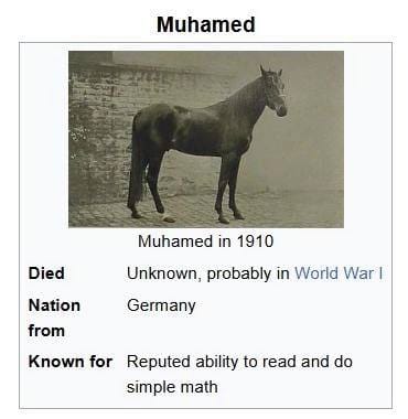 On croit que le célèbre cheval qui s'était illustré par son aptitude à lire et à compter a péri pendant la Première Guerre mondiale