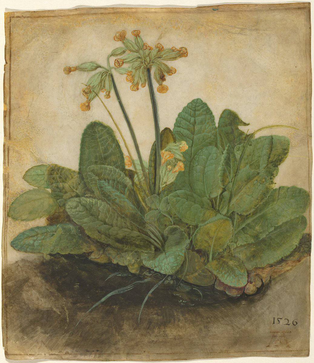 Primevères, Albrecht Dürer, 1526