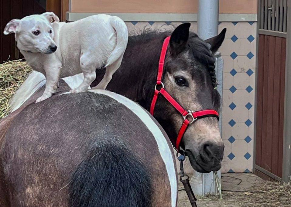 Le poney Karamelka de Tsarskoïe Selo en tête parmi cinq finalistes du concours