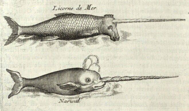 In 1577 Sir Humphrey Gilbert presented Elizabeth I with a narwhal tusk adorned with gold, and said it was the horn of a sea unicorn