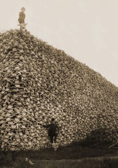 Les Pères pèlerins exterminaient les bisons par milliers afin de priver les Indiens de leur mode traditionnel de subsistance