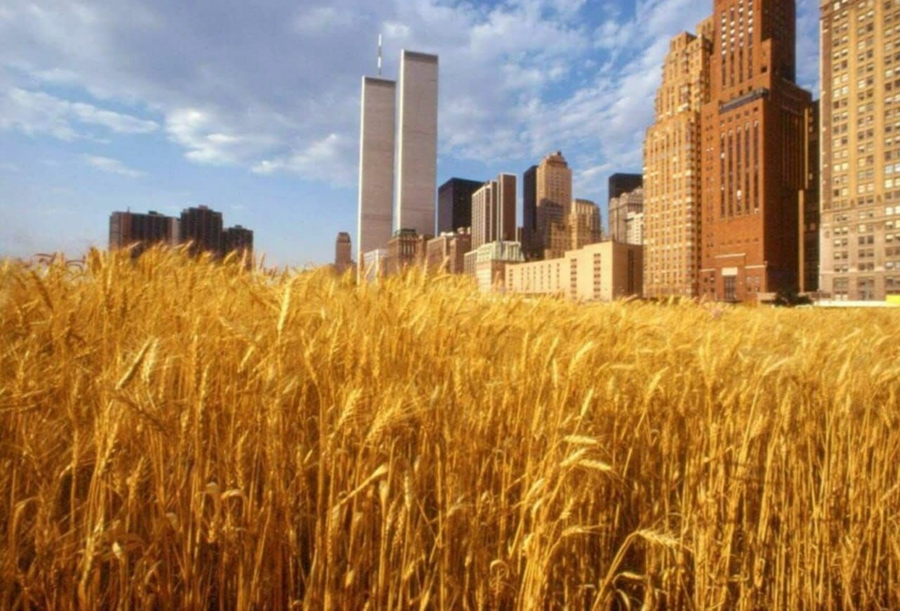 En 1982, à Manhattan, littéralement au pied des tours jumelles, un champ de blé a levé