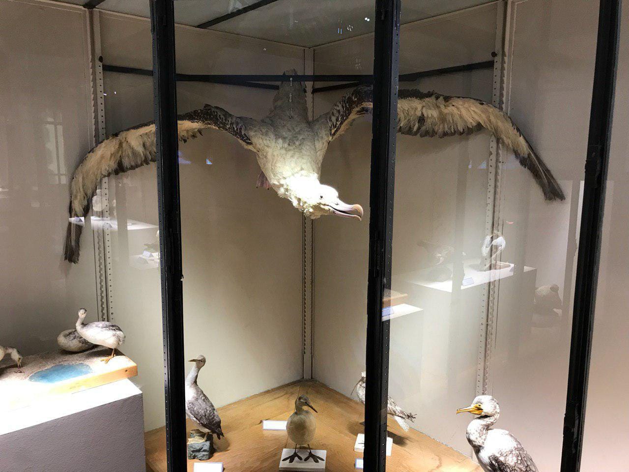Un albatros naturalisé aux ailes déployées est suspendu dans une vitrine de musée, avec d'autres oiseaux naturalisés en dessous.