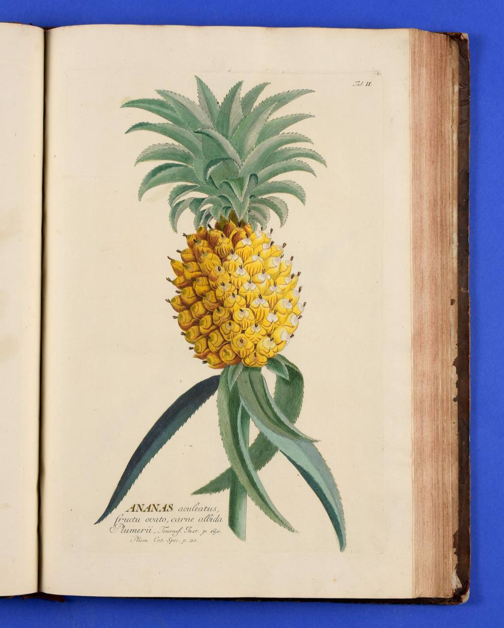 Je ne sais pourquoi, mais les ananas tentent de s'évader des pages de l'un des plus grands livres de botanique du XVIIIe siècle