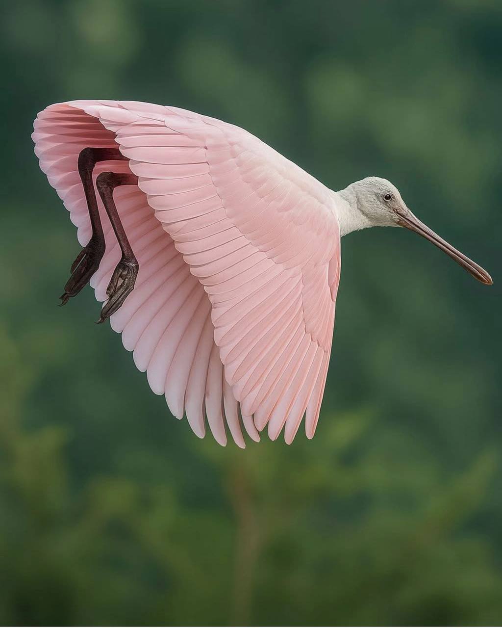 A roseate spoonbill in flight with broad pink wings, a long bill and dark legs against a blurred green background.