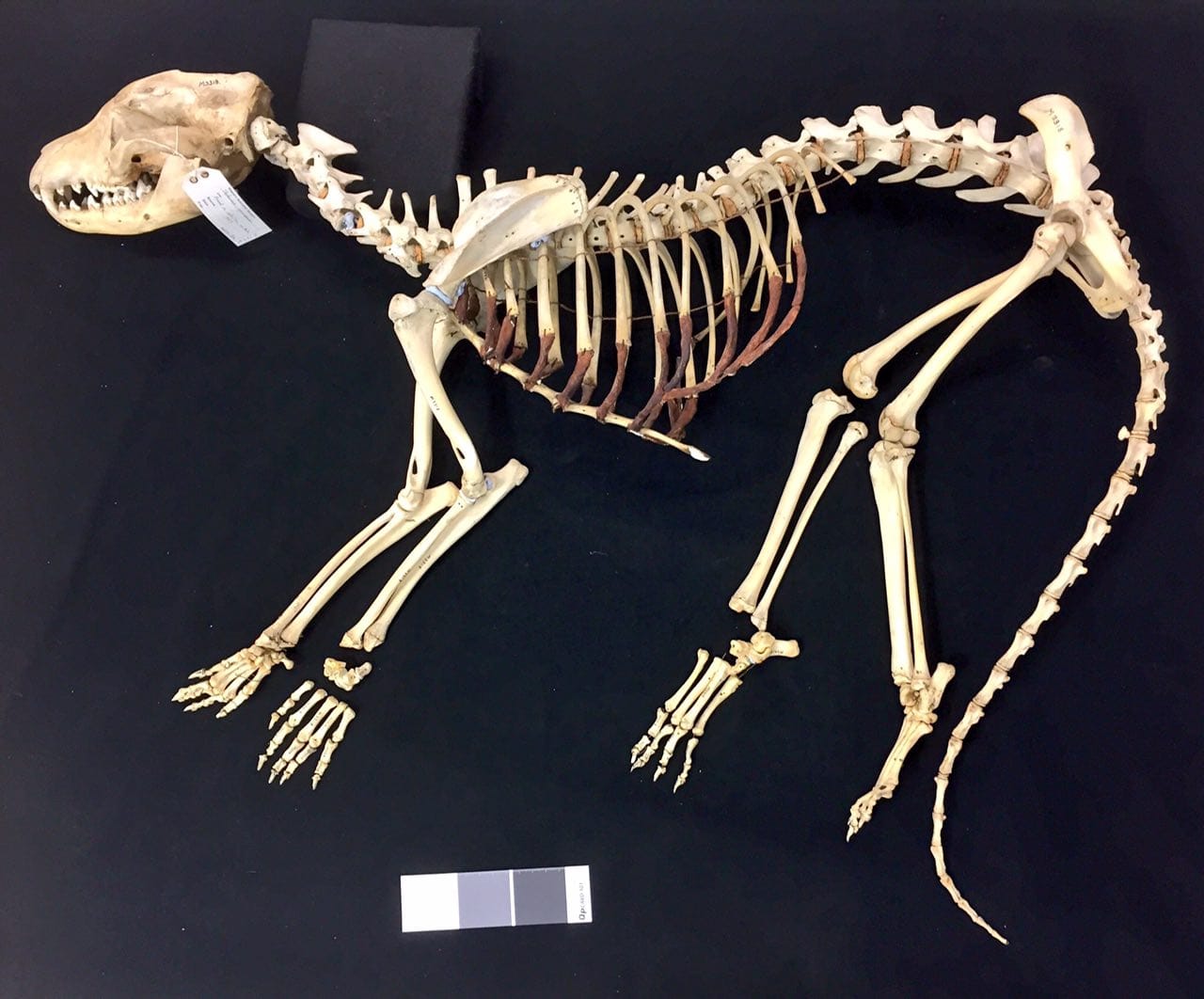 The skeleton of a thylacine, extinct since the early twentieth century