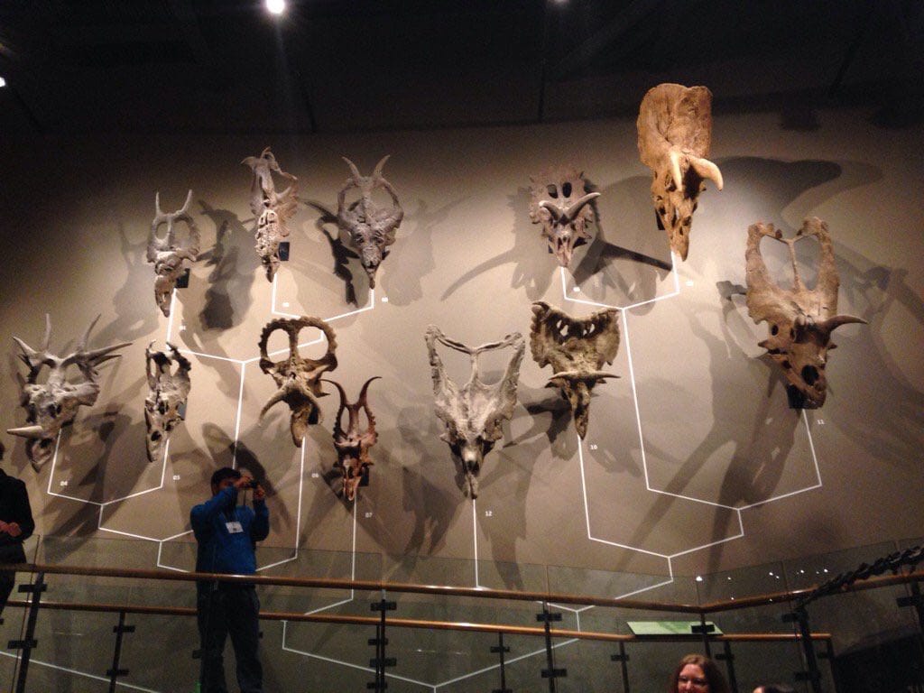 Des crânes de dinosaures à cornes, avec collerettes et cornes, sont fixés au mur d'un musée et reliés par des lignes blanches. Un visiteur photographie près de la rambarde.