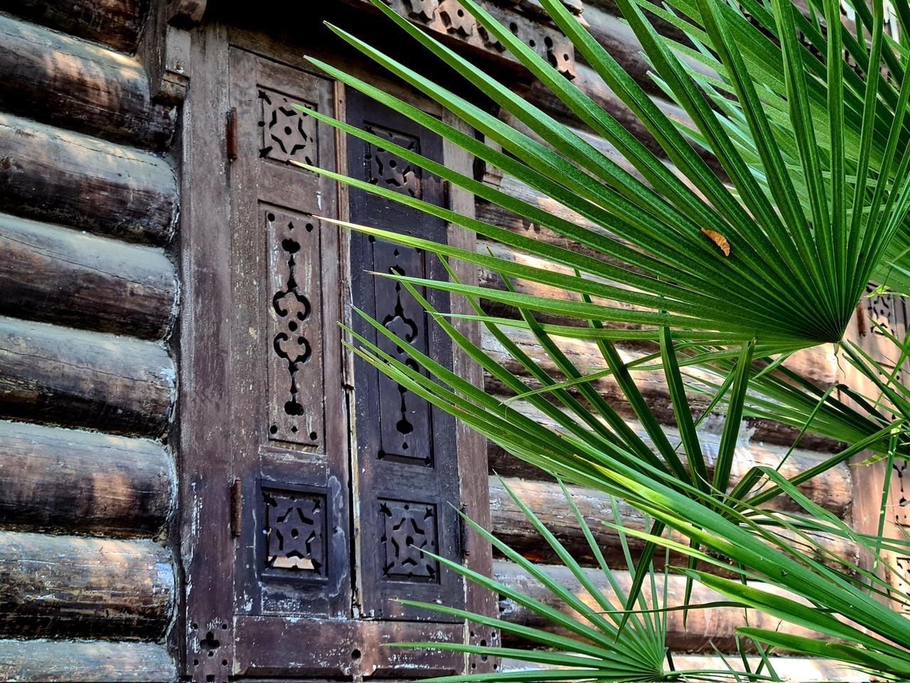 Old wooden shutters with carved ornament on a log wall. Green fan-shaped palm leaves fill the right foreground.