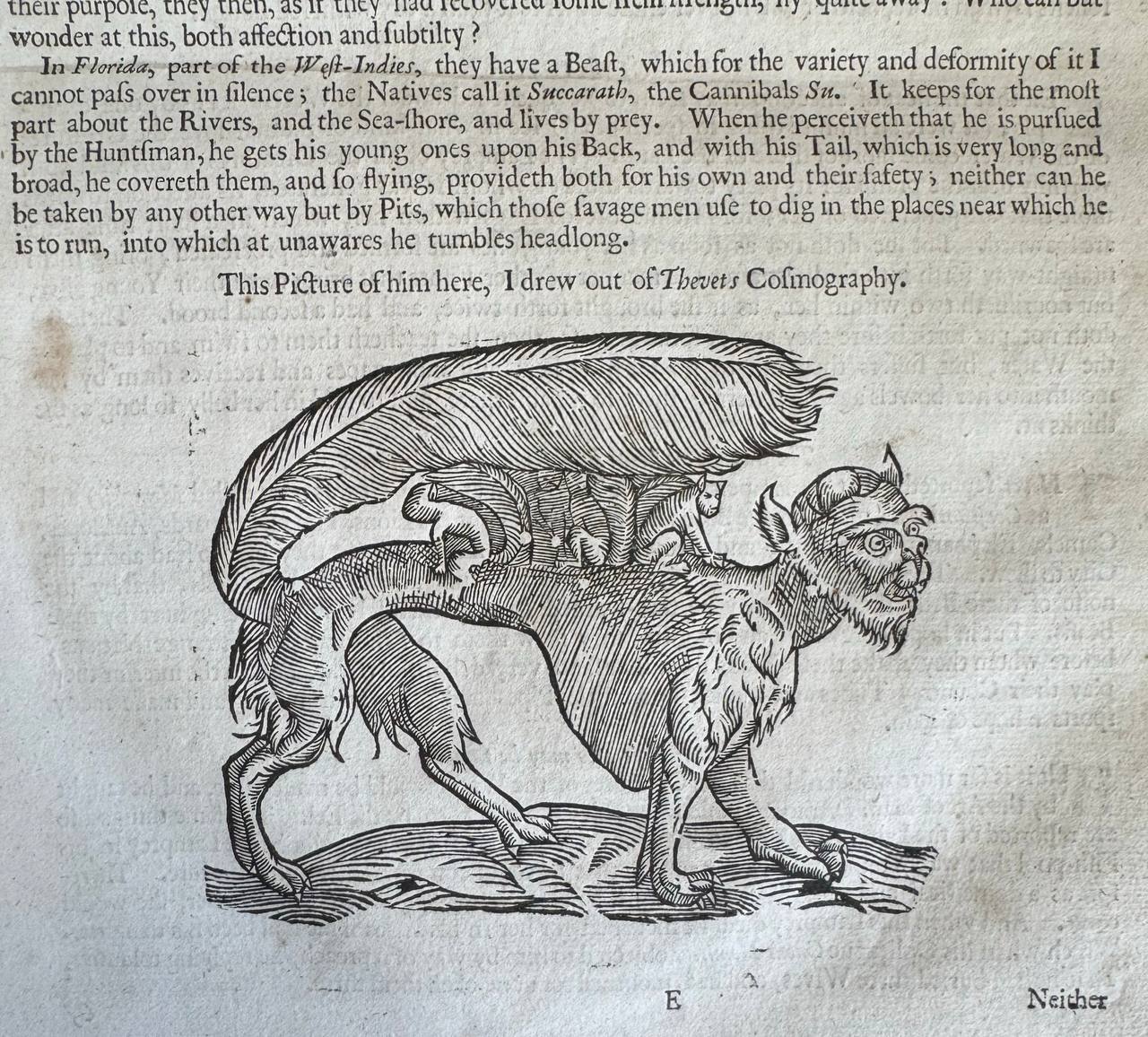 In Florida, which is part of the West Indies, there dwells a beast that cannot be passed over in silence on account of its strangeness and ugliness