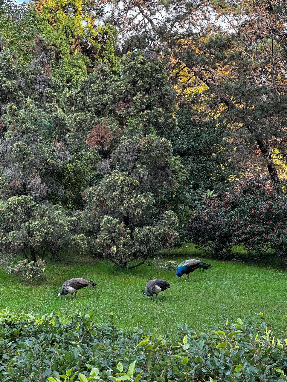 Three peafowl, one with a bright blue neck, graze on a green lawn. Dense evergreen and leafy trees rise behind them, with shrubs in the foreground.