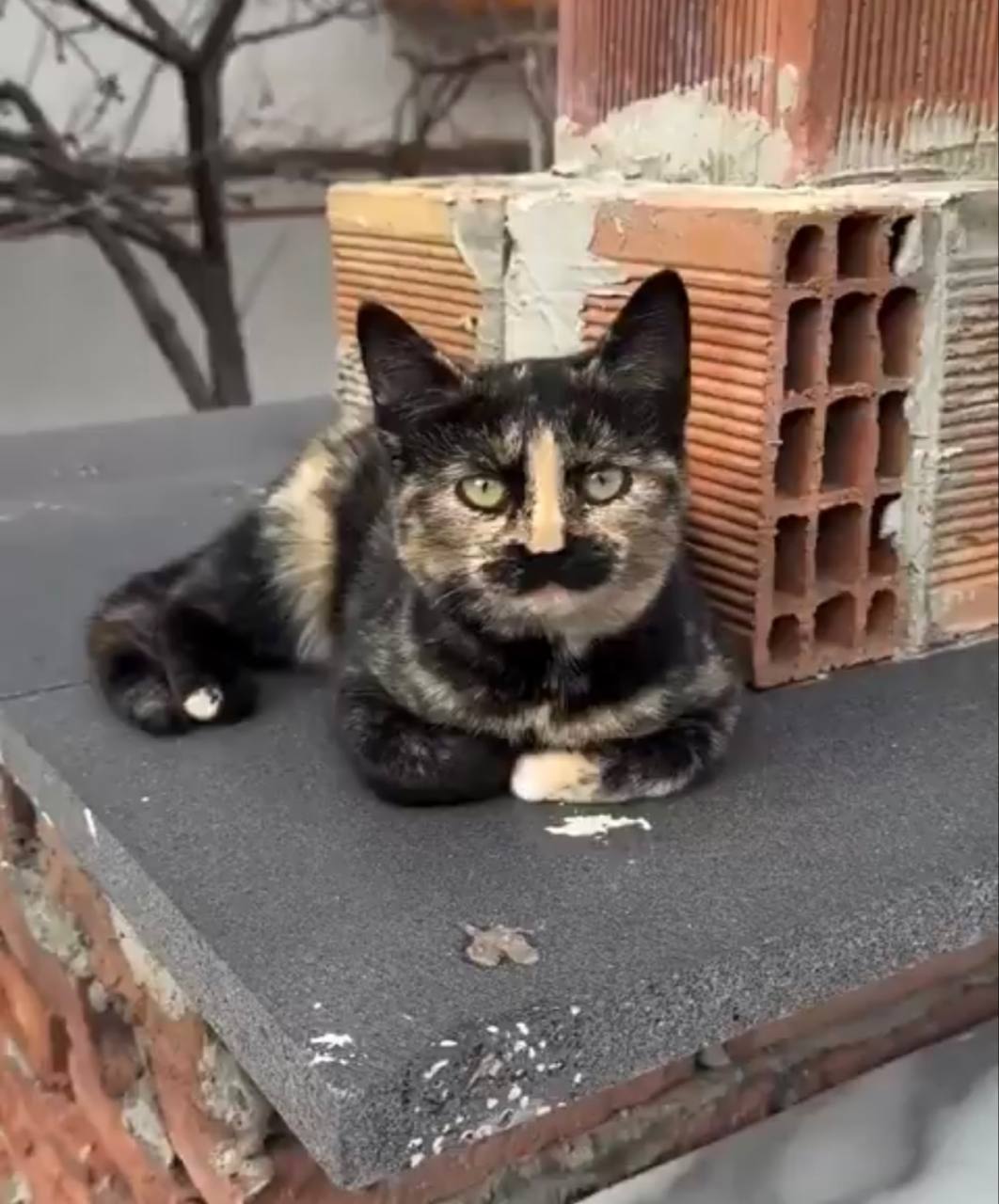 The Cat Has Read the News and Decided, for the Present, to Make No Sudden Movements