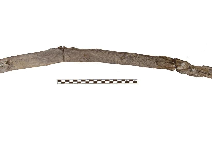 Wooden tools found on the shore of a lake in Greece are believed by scholars to be the oldest known to date