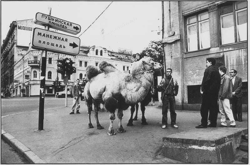 A Bactrian on Triumphal Square
