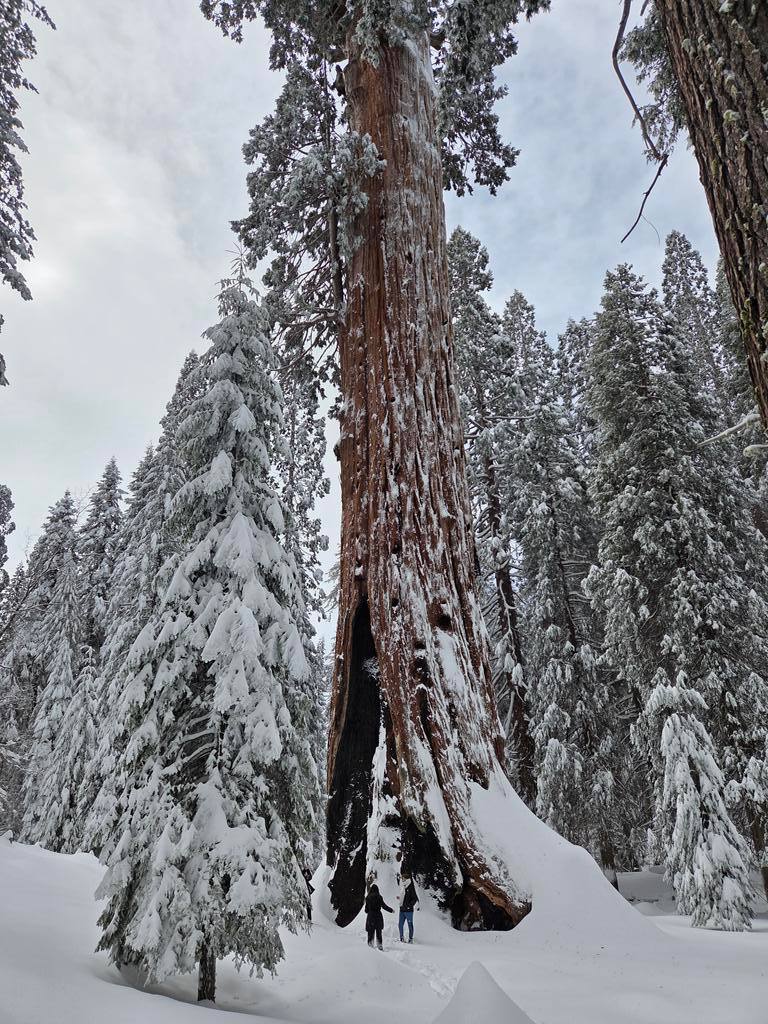Le séquoia géant « Général Grant » dans le Grant Grove, au parc national de Sequoia, qui trône en ces lieux depuis le règne de Constantin à Rome
