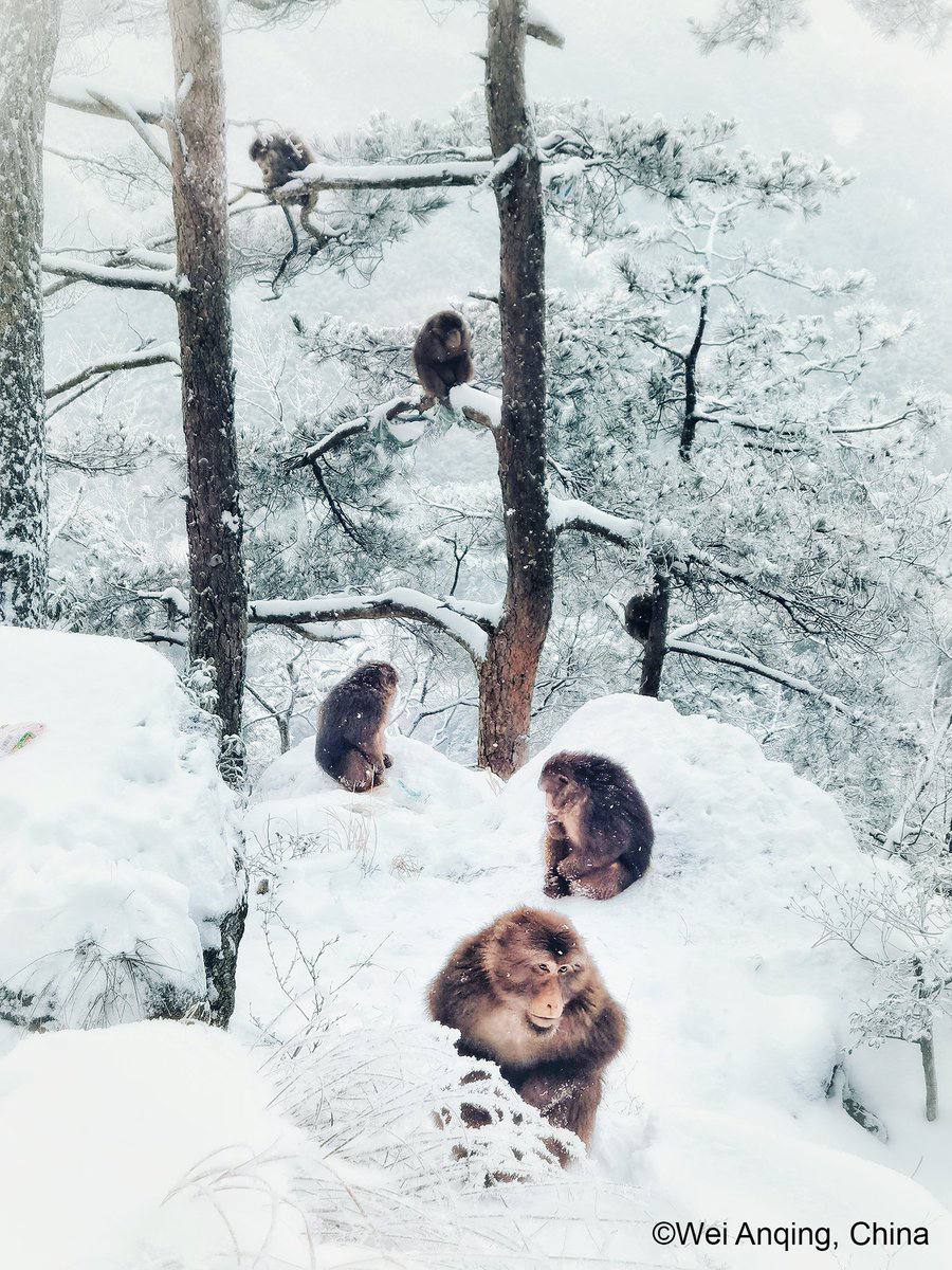 "Snow Spirits"
