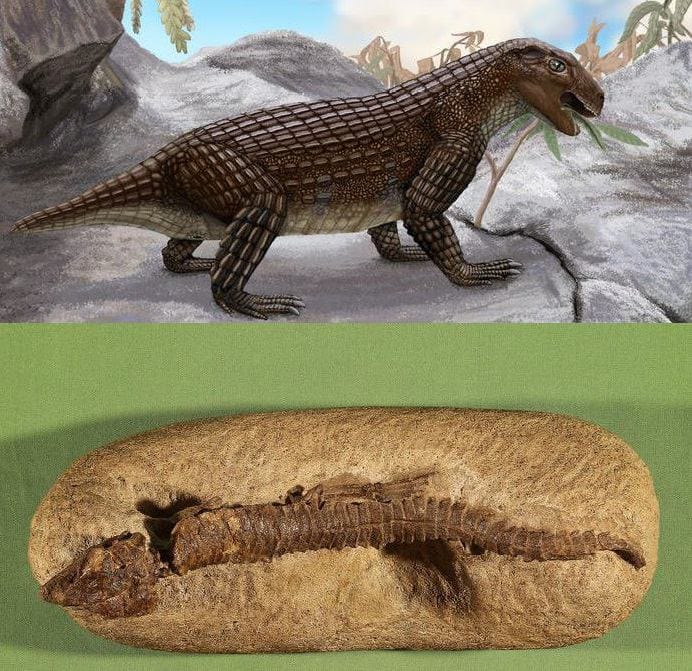 Мадагаскардан шыққан көне крокодилдер Simosuchus және Юта штатынан шыққан Hoplosuchus kayi