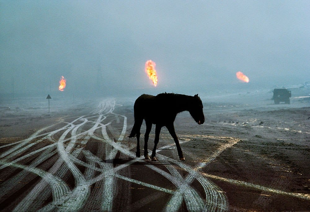 A Black Horse Amid Chaos
