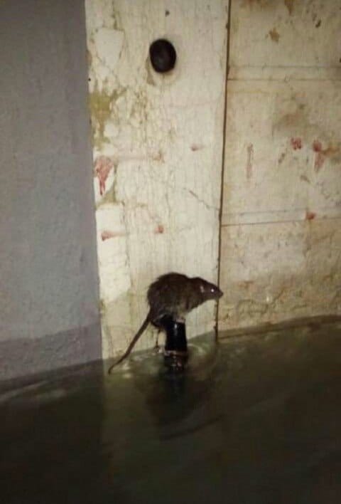 Un rat est perché sur un support sombre au-dessus de l'eau, dans une pièce inondée, près d'un mur écaillé.
