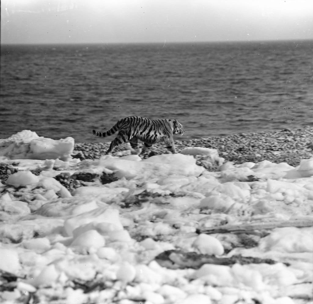 Amur Tiger in the Sikhote-Alin Nature Reserve, on the Coast of the Sea of Japan