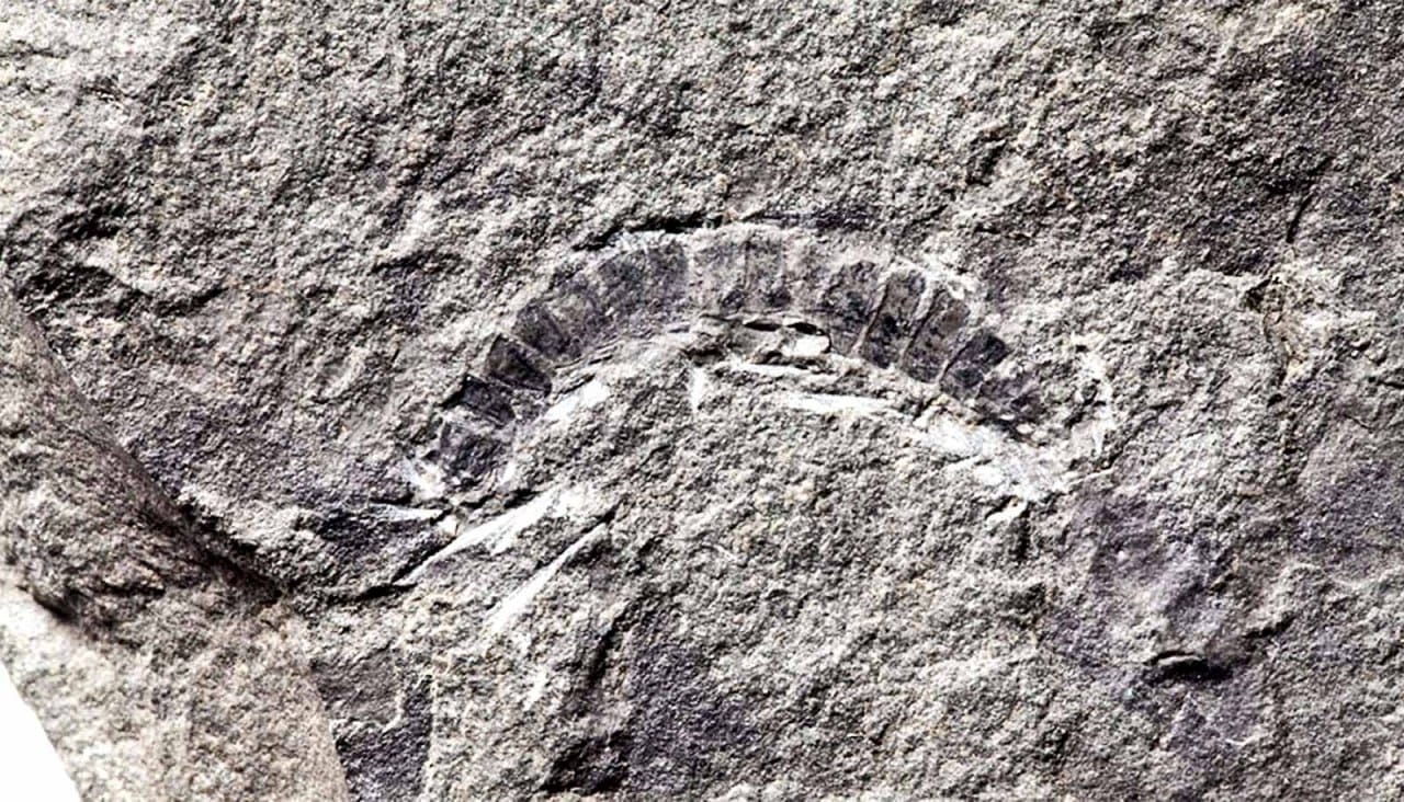 La prochaine fois que vous serez tenté d'écraser un mille-pattes chez vous, souvenez-vous que ses ancêtres sont sortis sur la terre ferme 80 millions d'années avant les vertébrés