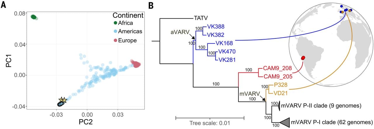 Genetics Confirms That Smallpox Reached the Americas with European Colonisation