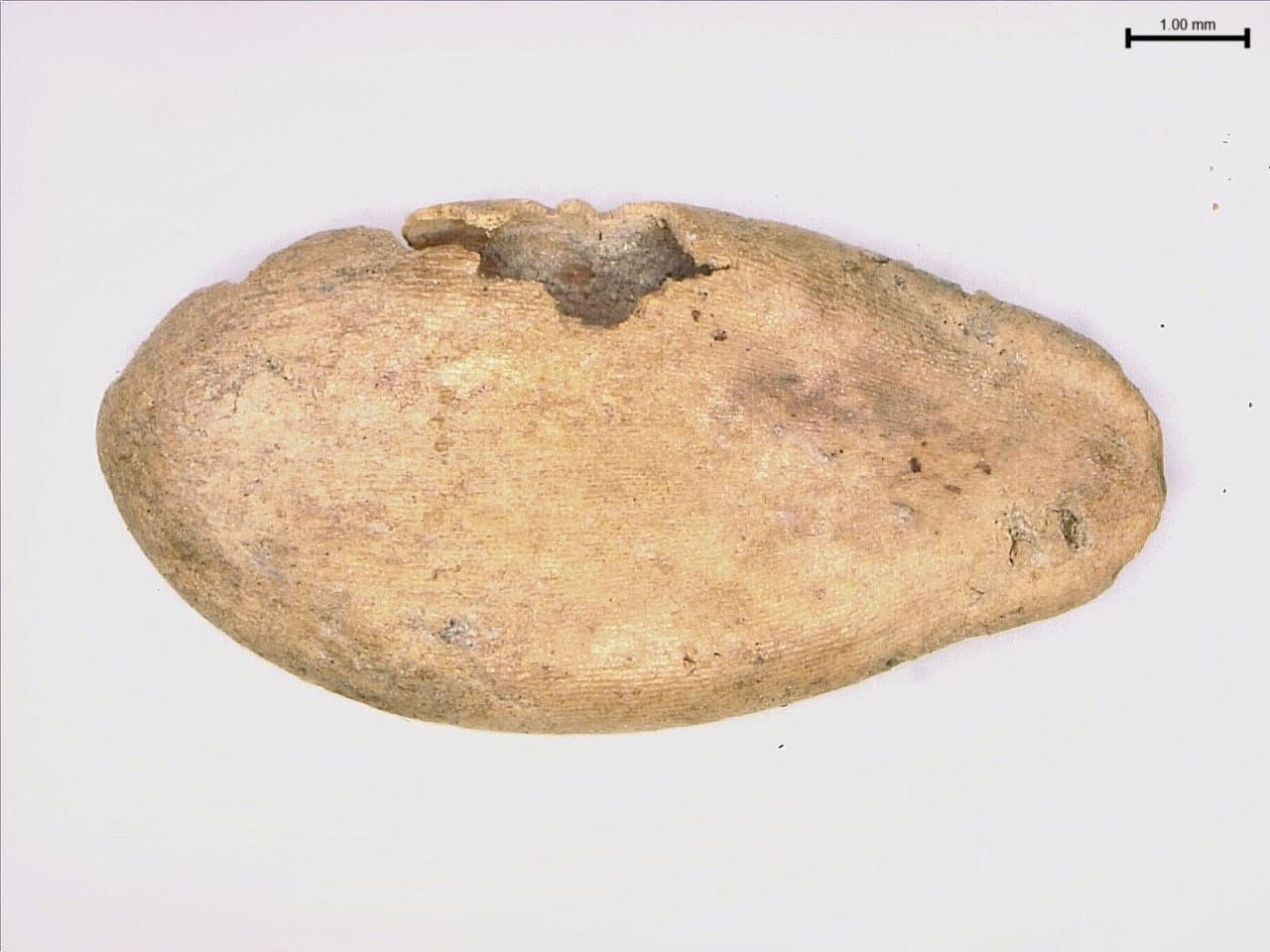 Cette graine de melon a plus de 1000 ans, et son ADN prouve que les melons sont arrivés en Chine depuis l'Asie du Sud