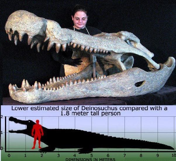 Le Deinosuchus hatcheri géant dont on parlait hier