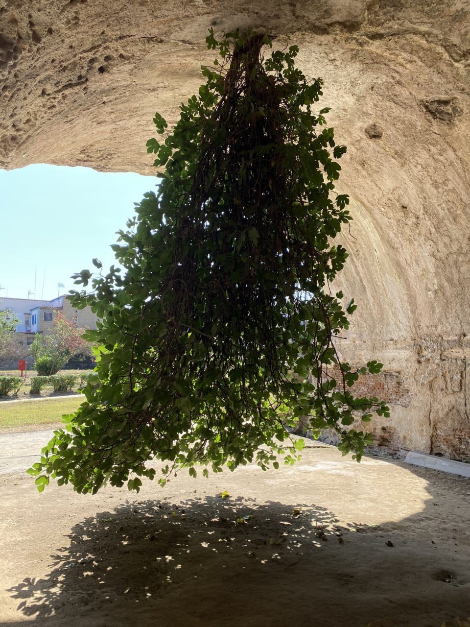 A fig tree's foliage hangs down from a stone vault inside an ancient structure, with a park and houses visible beyond.
