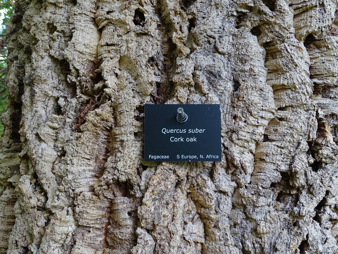 Julia Koricheva, Professor of Ecology at Royal Holloway, University of London, has photographed the label on a cork oak in the university arboretum