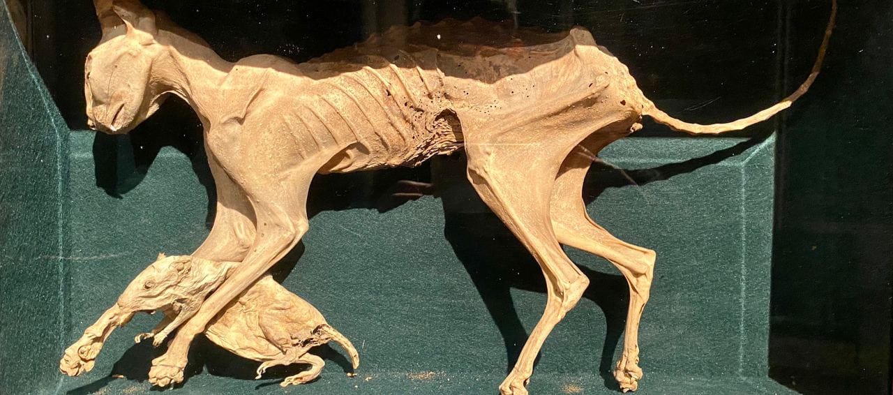 The mummified cat and mouse of the late seventeenth century in the Museo Correr, Venice: pets of the celebrated commander, Doge Francesco Morosini
