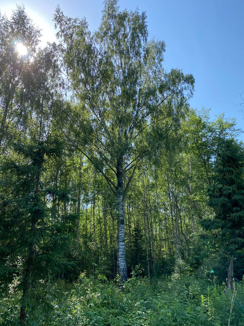 Today sees the long-awaited opening of the mysterious park in the former pioneer camp of Veretyevo near Dubna, designed by Alexander Brodsky himself, who conducted one of the first tours between the clumps of nettles and thickets of thistle