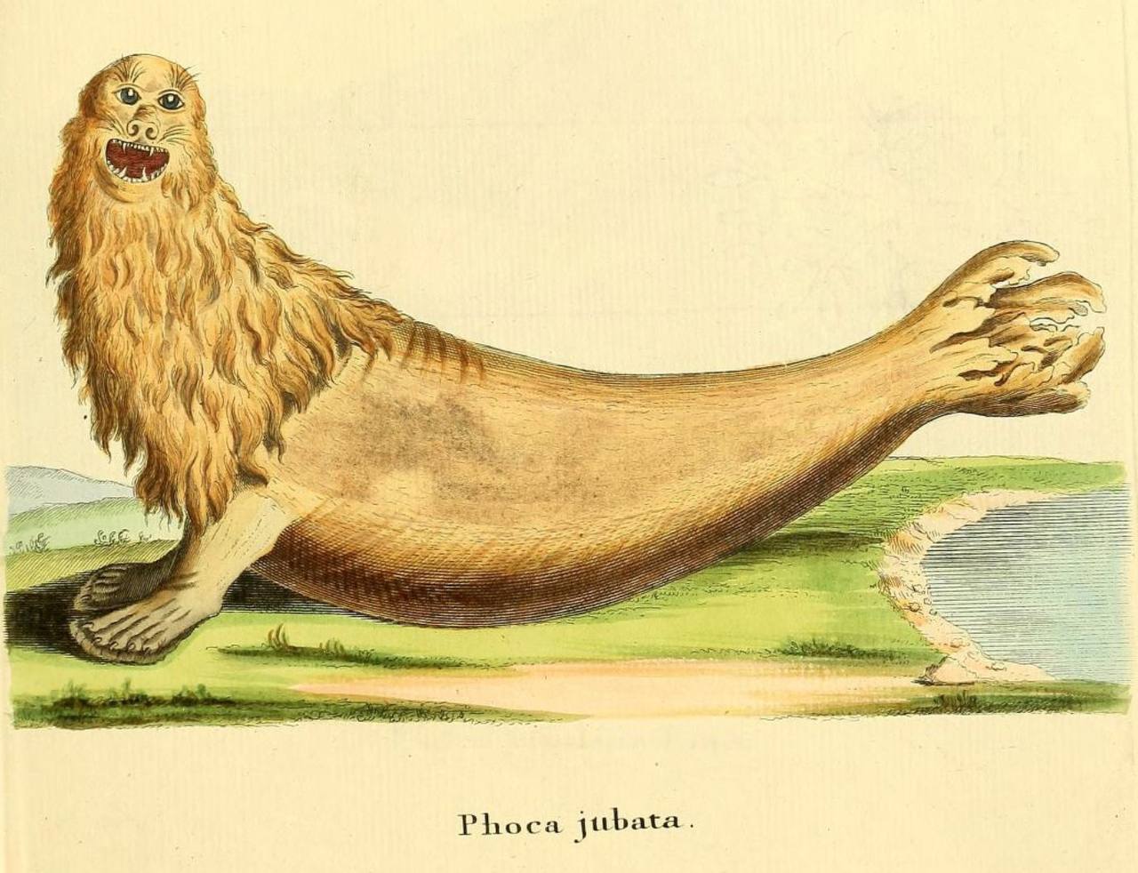 Bonjour, que votre journée soit joyeuse comme ce lion de mer du XVIIIe siècle