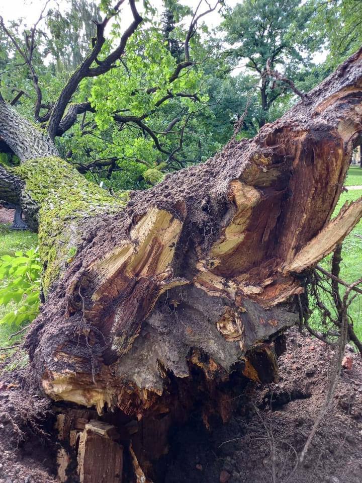 Saint Petersburg Live reports that the oldest oak in the botanical garden has fallen