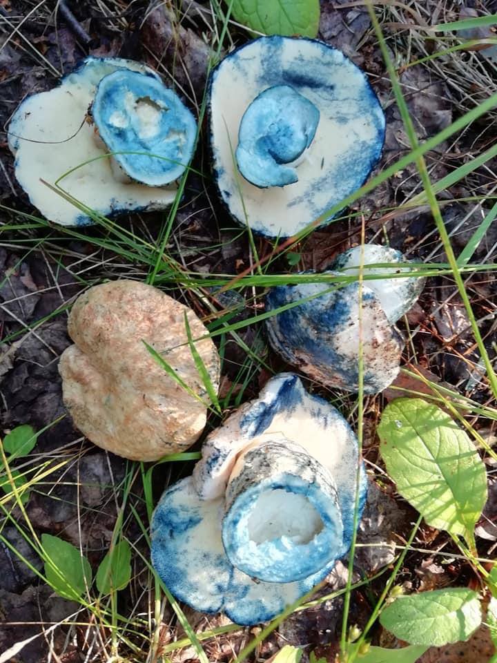 Vue du dessus de plusieurs champignons retournés, dont les tubes et les pieds coupés ont bleui. Herbe, feuilles sèches et feuilles vertes les entourent.
